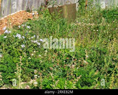 Giardino pieno di erbacce, troppo grande Foto Stock