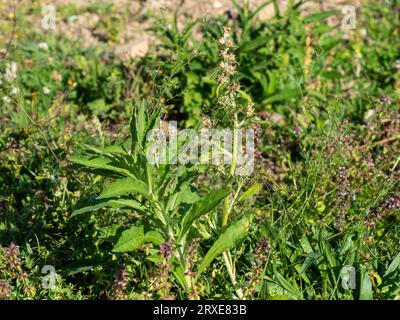 Giardino pieno di erbacce, troppo grande Foto Stock