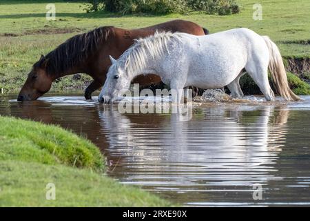 New Forest National Park, Hampshire, pony selvaggi che vagano liberamente nel loro habitat naturale, un castagno e un pony grigio che beve e si raffredda Foto Stock