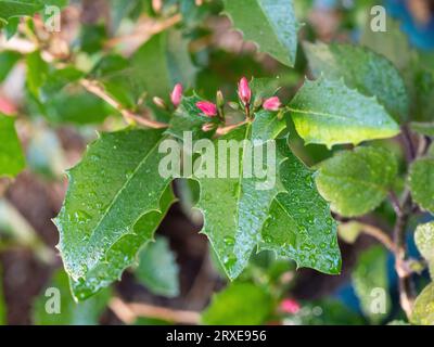 Fiori rossi che fioriscono sulle tradizionali foglie a forma di holly Fuchia, primi piani con gocce d'acqua, in un giardino costiero australiano Foto Stock