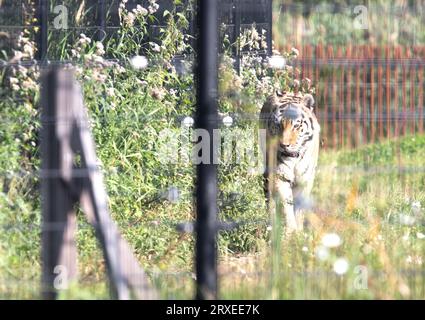 La tigre Amour dietro le recinzioni, che vive in cattività - Estate Foto Stock