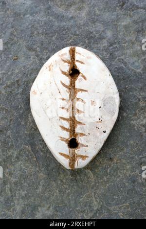 Antica imitazione cinese Cowrie Shell a Jade. Foto Stock