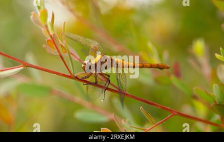 Dragonfly riposa su un ramoscello nel Bush australiano Foto Stock