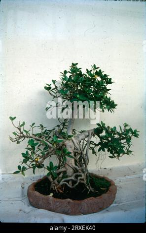 La parola "Bon-sai" è un termine giapponese che, letteralmente tradotto, significa "piantato in un contenitore". Questa forma d'arte i dipende dalla cultura o dalle credenze di una persona, gli alberi bonsai sono visti come simboli di armonia, equilibrio, pazienza o persino fortuna. interior design, si crede che il bonsai sia un oggetto di meditazione o contemplazione. Foto Stock