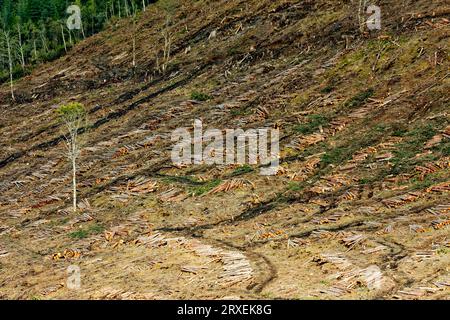 La netta operazione di taglio del legname ha tagliato gli alberi di pino impilati su una collina in Scozia Foto Stock