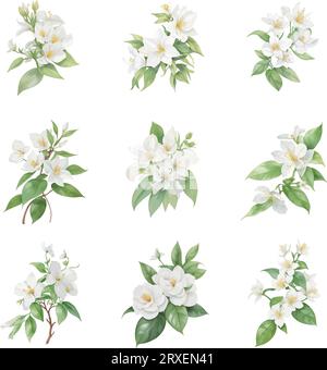 Fiori, gemme e foglie di gelsomino ad acquerello bianco su sfondo bianco. Illustrazione vettoriale Illustrazione Vettoriale