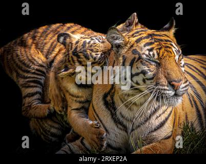 Entrambi i cuccioli si uniscono e la mamma morde CHESTER ZOO, INGHILTERRA DUE CUCCIOLI DI TIGRE sono stati raffigurati causando una rivolta quando si sono Uniti per arrampicarsi sulla loro mamma stanca che Foto Stock