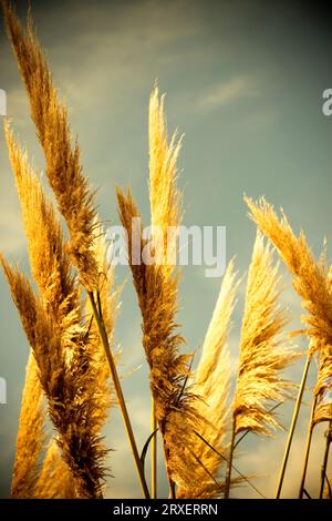 Le cime della canna gigante (Arundo donax), Eureka, CA. Foto Stock