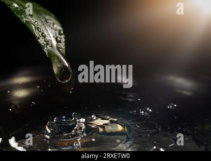 Una goccia d'acqua che cade da foglie verdi in un corpo d'acqua tranquillo, creando increspature e schizzi Foto Stock