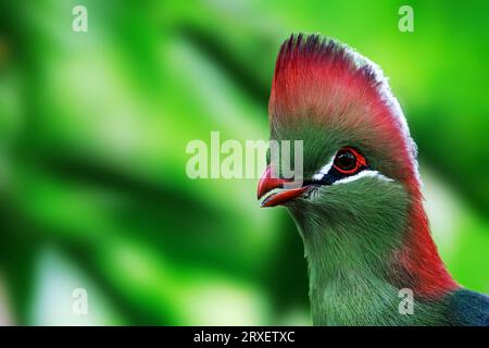 Un turaco adulto di fischer, tauraco fischeri, ritratto ravvicinato con spazio per il testo. Questo colorato uccello è quasi minacciato in natura ed è endemico Foto Stock