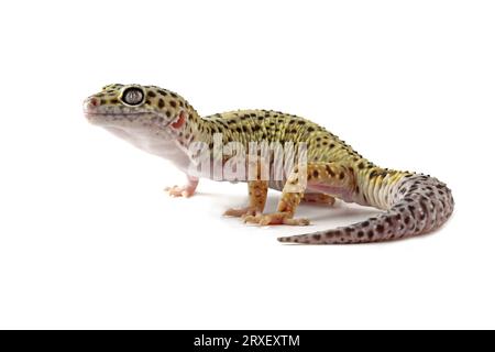 Lucertola geco leopardo isolata su eublepharis macularius bianco Foto Stock