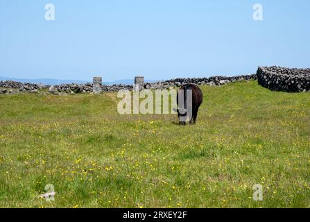 Mucche nere su un pascolo nel campo verde estivo in Irlanda Foto Stock