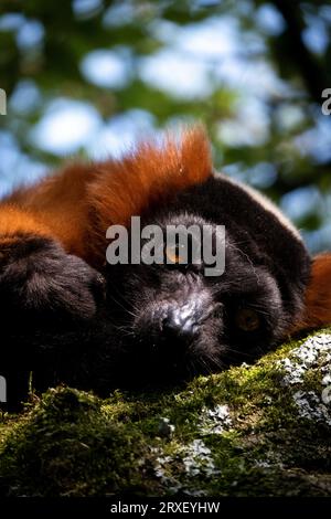 Paesi Bassi, Amsterdam il 2022-09-22. Fotografia di animali allo zoo Artis di Amsterdam. Fotografia di Martin Bertrand. Pays-Bas, Amsterdam, 2022-09-22. Foto Stock