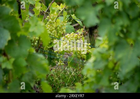 LOSANNA, SVIZZERA, meravigliosi vigneti terrazzati di Lavaux sul lago Leman Foto Stock