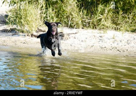 Ritratto di un cane che corre verso il fiume, il mare in movimento. Il marrone puro riposa, gioca sulla spiaggia in estate. Buon labrador. Foto Stock