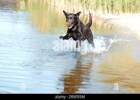 Cane attivo che corre lungo la costa del fiume. Ritratto laterale di Brown retriever che riposa, gioca sulla spiaggia in estate. Buon labrador. Foto Stock