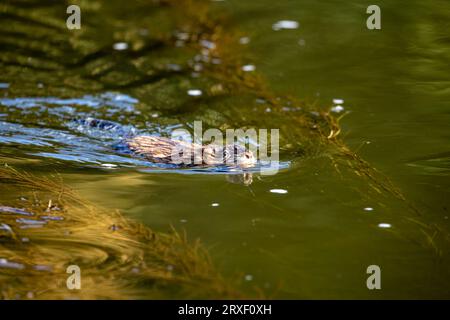 Un Muskrat in acqua Foto Stock