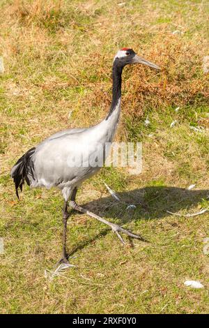 Gru a corona rossa (Grus japonensis), chiamata anche gru manciuriana o gru giapponese nel parco zoologico Haute Touche - Indre (36), Francia. Foto Stock