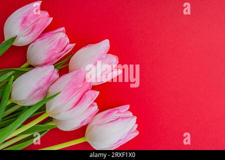 tulipani rosa e bianchi su sfondo rosso. Cartolina di vacanza. San Valentino. Festa della donna. Festa della mamma. Compleanno. Regalo. Sfondo primaverile. Posto per t Foto Stock