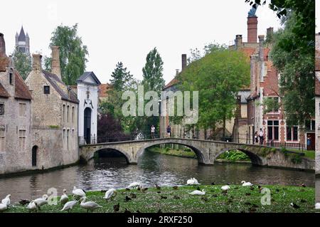 Passeggia sul canale nel centro storico di Brugges, con i cigni sull'erba. Bruges, Belgio Foto Stock