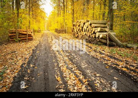 Lunga strada sterrata fangosa in una foresta autunnale dorata nella Polonia orientale Foto Stock