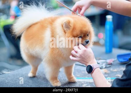 Un cane dai capelli rossi su un tavolo per la cura del corpo durante un taglio di lana. Foto Stock