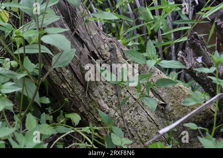 La vista di una lucertola da giardino orientale fissa (Calotes Versicolor) si trova sulla superficie di un tronco di albero morto e caduto. Vista da terra attraverso la g Foto Stock