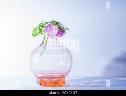 Un delicato lato selvaggio fiore rosa acceso disposto in un vaso di colore arancione Foto Stock