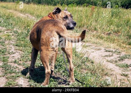 Cane Staffordshire Terrier che cammina nei boschi da vicino Foto Stock