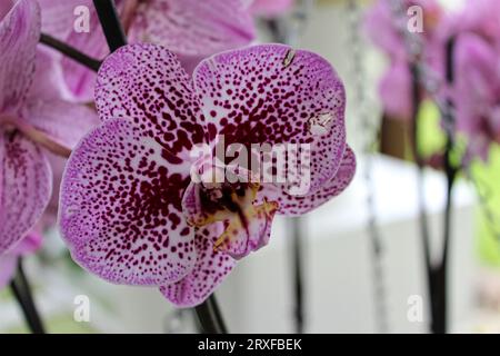 Orchidea rosa e viola Foto Stock