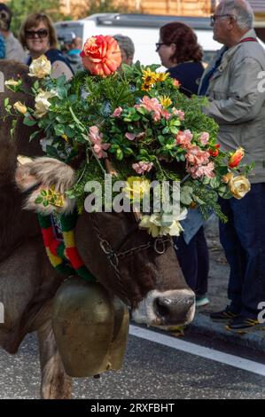 Sfilano mucche decorate alla festa Almabtrieb in alto Adige Foto Stock