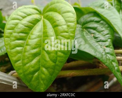 Le foglie di betel sono ricche di benefici per la salute, di solito queste foglie sono utilizzate dagli anziani per betel nut o 'nginang' e sono buone per la salute dentale Foto Stock