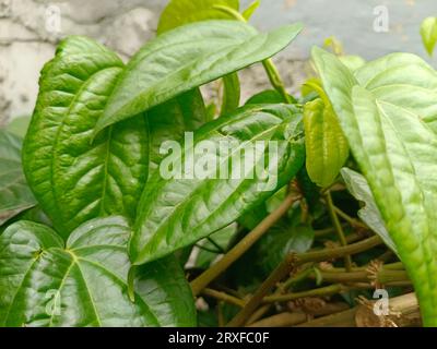 Le foglie di betel sono ricche di benefici per la salute, di solito queste foglie sono utilizzate dagli anziani per betel nut o 'nginang' e sono buone per la salute dentale Foto Stock