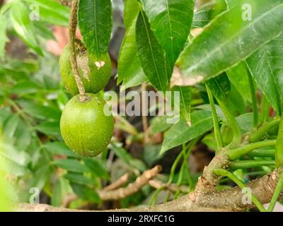 Innesti di kedondong Kedondong, Ambarella, June Plum Fruit Foto Stock