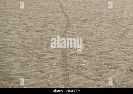 Pista ciclabile sulla superficie della spiaggia sabbiosa cosparsa di conchiglie Foto Stock