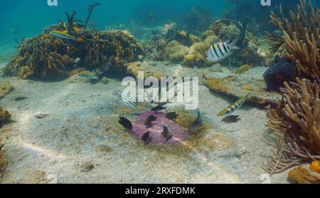 Diversi pesci tropicali mangiano uova nel nido di un sergente maggiore pesce sott'acqua nel mare dei Caraibi, scena naturale, America centrale, Panama Foto Stock