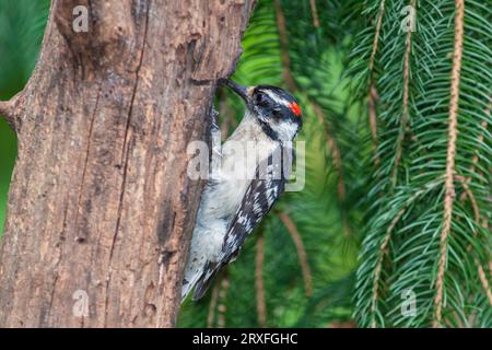 Picchio roverella, Picoides pubescens, picchio più piccolo in America del Nord, a McLeansville, NC. Foto Stock