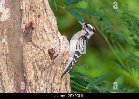 Picchio roverella, Picoides pubescens, picchio più piccolo in America del Nord, a McLeansville, NC. Foto Stock