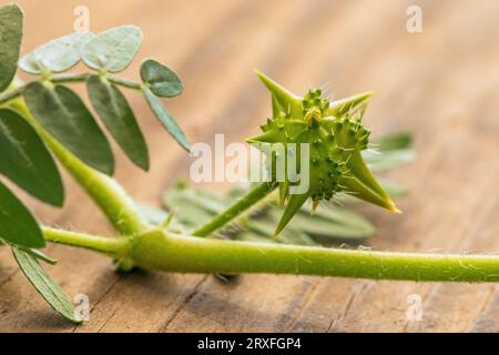 Tribulus Terrestris, Devils Thorn Seed Foto Stock