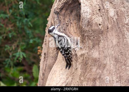 Picchio roverella, Picoides pubescens, picchio più piccolo in America del Nord, a McLeansville, NC. Foto Stock