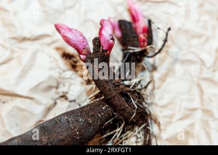Piantare radici di bartzella di peonia nel terreno Foto Stock