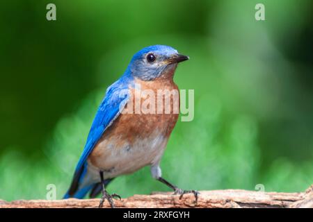 Eastern Bluebird, Sialia sialis, a Mcleansville, North Carolina. Foto Stock