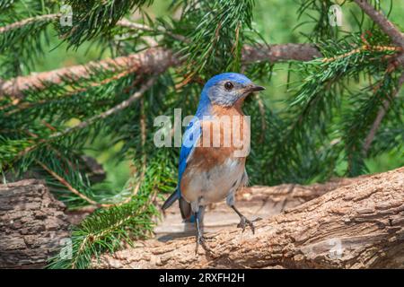 Eastern Bluebird, Sialia sialis, a Mcleansville, North Carolina. Foto Stock