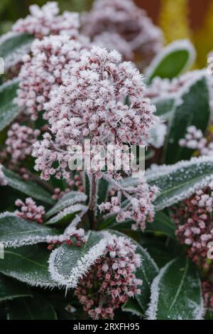 Skimmia japonica Rubella, Skimmia Rubella giapponese, gemme rosse di metà inverno rivestite in cristalli di ghiaccio/ghiaccio Foto Stock