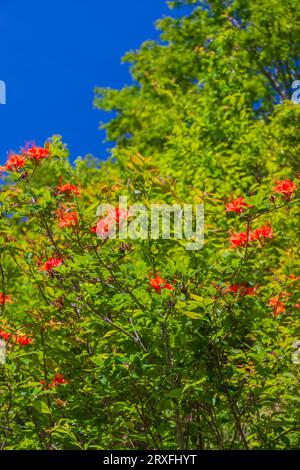 Rhododendron calendulaceum (Flame Azalea), lungo la Blue Ridge Parkway nel North Carolina. Flame Azalea è una specie di Rhododendron. Foto Stock