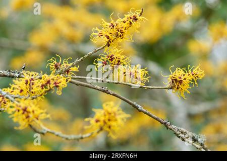 Nocciolo della strega cinese, Hamamelis mollis Nymans, fine gennaio, Strega Hazel, fioritura invernale, fiori gialli Foto Stock