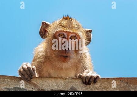 Ritratto del macaco mangiatore di granchio (Macaca fascicularis) o del macaco dalla coda lunga, scimmia della famiglia Cercopithecidae, primate originario del sud-est AS Foto Stock