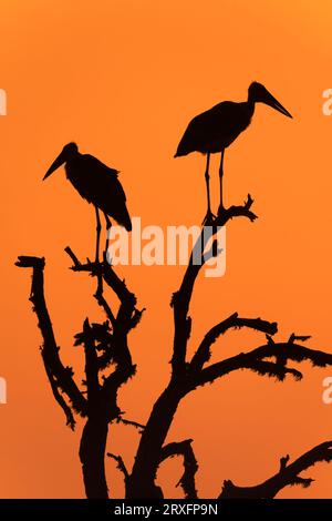 Marabous (Leptoptilos crumenifer), Zimanga Game Reserve, KwaZulu-Natal, Sudafrica Foto Stock