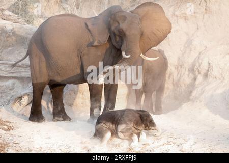 Elefanti africani (Loxodonta africana) che spolverano, parco nazionale Chobe, Botswana Foto Stock