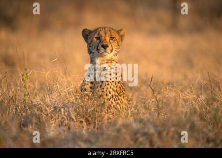 Ghepardo (Acinonyx jubatus). Zimanga riserva di caccia privata, KwaZulu-Natal, Sudafrica Foto Stock